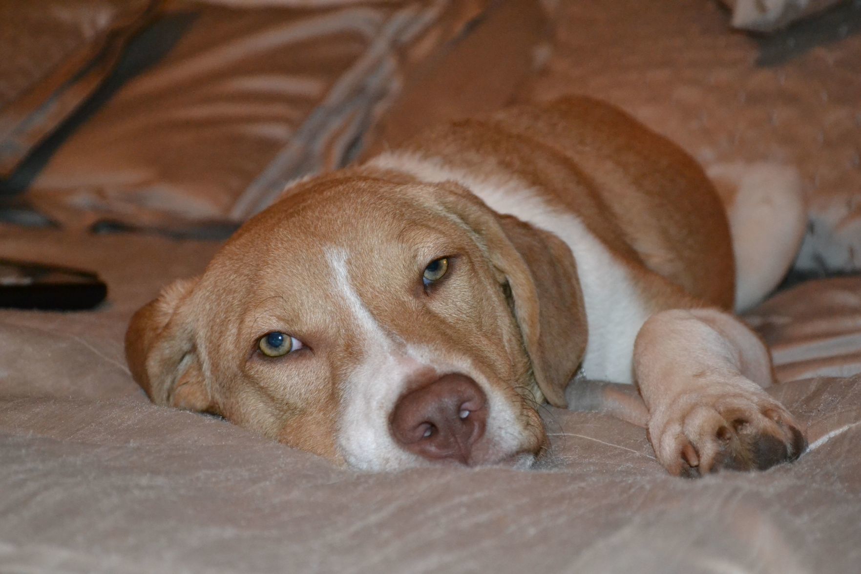 dog friendly hotels tucson dog friendly hotels tucson